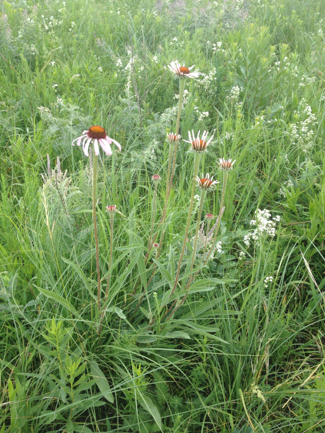 Echinacea angustifolia